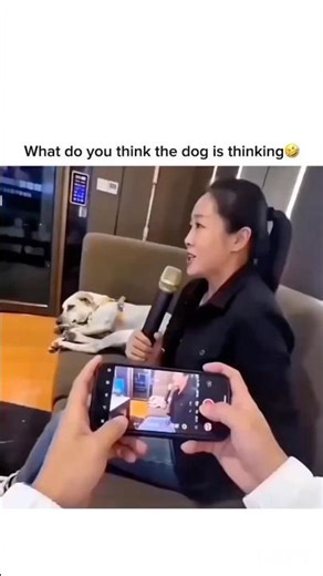 What do you think the dog is thingking😂🤣#shorts #shortsfeed #ytshorts #trending #clips #memes
