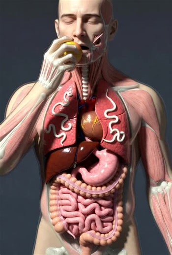 Understanding Anatomy Through Educational Content