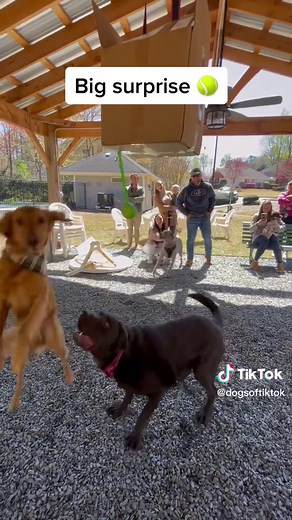 Pawty Time with Mr. Moose: Dog Pinata Party Ideas