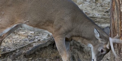 Wisconsin DNR reports an increase in deer population