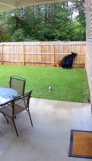 The ginger cat attacks the bear and chases it away #pets #animals #cats | Holly e Benji