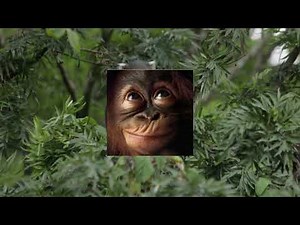 बेवड़ा बंदर | नशे में बंदर | Drunken Monkeys | Study on monkeys reveals why some people love alcohol