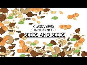 Seeds and Seeds | Class 5 EVS Chapter 5