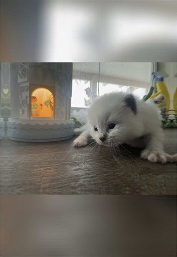 6 Ragdoll Kittens for Adoption in Las Vegas