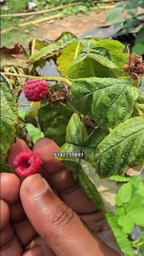 Superior RASPBERRY HARVESTING