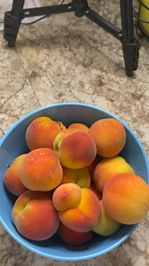Washed , ripe , and ready peaches for sale .. | Tori Johnson