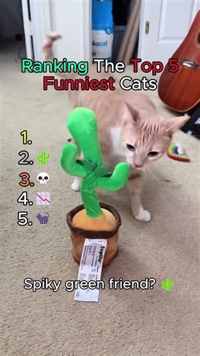 I think these cats need a software update...💀