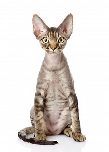 Devon Rex - Alchetron, The Free Social Encyclopedia