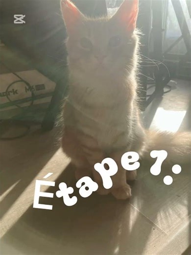 Comment devenir un chat