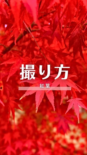 失敗しない紅葉の撮り方🍁 色付き始めている頃なので お出かけの際はぜひ真似してみてくださいね📱 #スマホ撮影 #iphone #紅葉