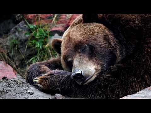 Monsieur l'Ours réveille-toi (chanson)