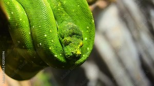 Green Python or Morelia Viridis is moving