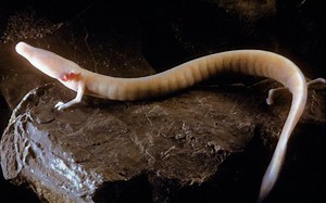 真有一种生物和龙长得一样，喜居阴暗之地，寿命可达百年以上