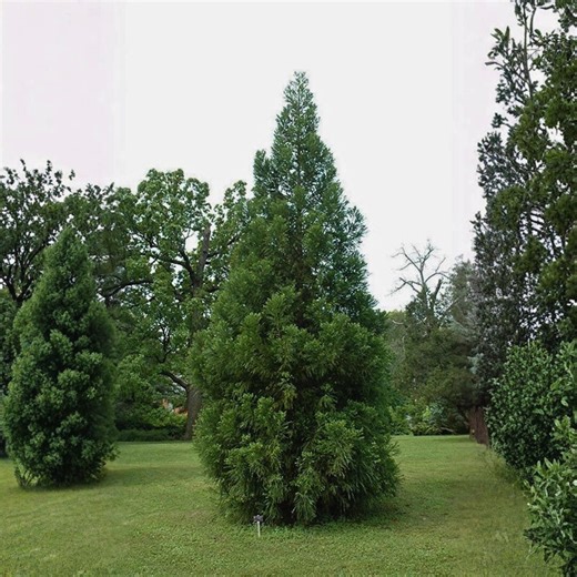 2.5 Radicans Cryptomeria Live Plant – Japanese Cedar Evergreen Shrub for Landscape, Garden Borders - Etsy