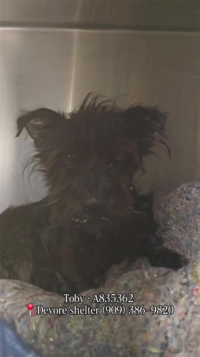 🚨🆘️🚨 COURTESY POSTING THE DEVORE SMALLS - SHARING POSTS GETS DOGS SEEN 🚨🆘️🚨 Toby had puncture wound injuries but is healing well. He is under quarantine hold until January 21st for biting a staff member. Once the hold is up, he must leave Devore as soon as he becomes available. Toby must find solid foster offer, reputable rescues pull emailed into the shelter, & pledges once pulled (only honored to rescue that posts ongoing updates). #A835362 I am a black, unaltered male, who looks like a 