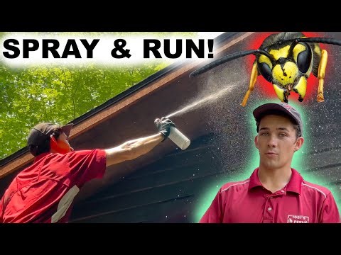 Yellow Jacket Surprise!