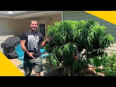 Growing a dwarf peach tree | Things you should know