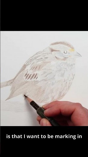 How to Draw Feathers with Coloured Pencil - Part 1 #drawing #colorpencil #prismacolor
