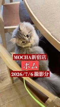 🐱ポム🐱 (ラガマフィン♂) 猫カフェMOCHA新宿店 2026/7/6 撮影分 #日替わり猫カフェにゃんこ
