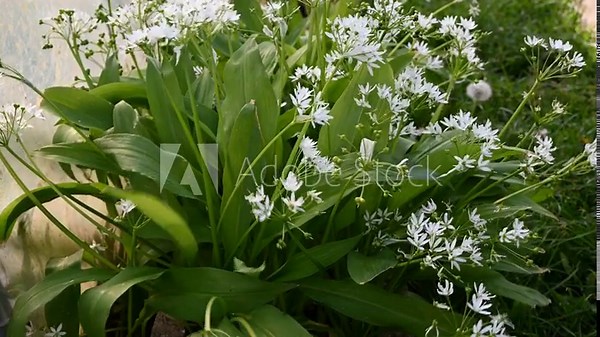 Flowering wild garlic (Allium ursinum) in the garden. The plant is also known as ramsons, buckrams, broad-leaved garlic, wood garlic, bear leek or bear's garlic.