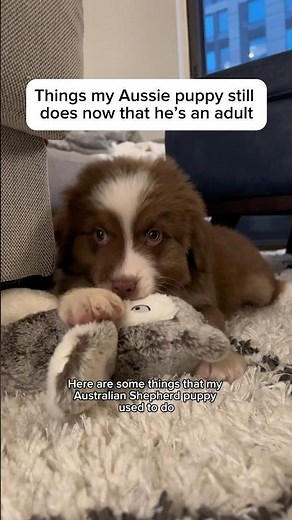 Things my Aussie puppy still does now that he’s an adult #aussiepuppy #australianshepherd