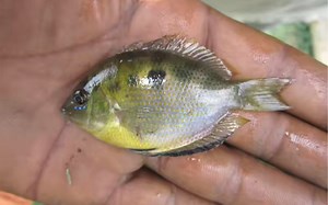 花斑腹丽鱼 Etroplus maculatus