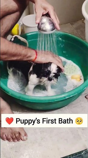 "Puppy's First Bath 🛁 at Home | How He Enjoys Bath Time | Dos & Don'ts with Full Instructions"#pets