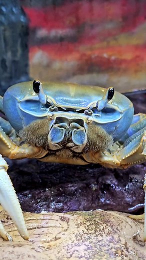 Howie the Crab's ASL Breakfast Signing