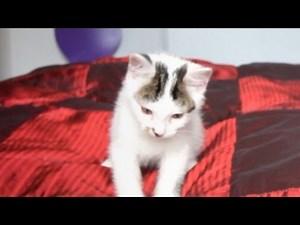 Kitten is sneezing