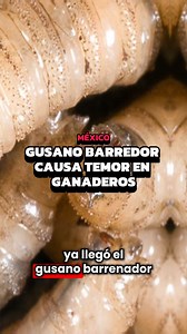 #NoticiaAlMomento #TuDiarioVivir #chiapas La presencia del gusano barrenador ha puesto en pausa la importación de ganado; en Chiapas se confirmó un caso en un punto de revisión | Cuarto Poder Mx