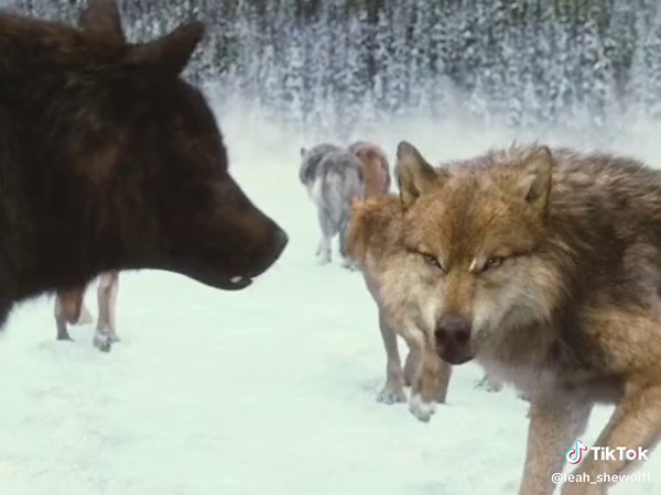 Sam and Leah Twilight Wolves Edit