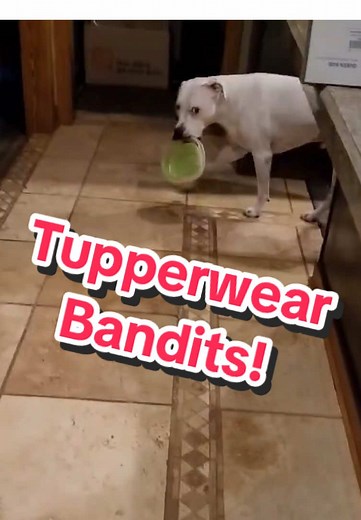 Woodhaven Animal Hospital on TikTok