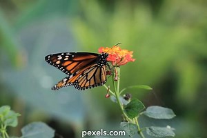 Monarch Videos, Download The BEST Free 4k Stock Video Footage & Monarch HD Video Clips