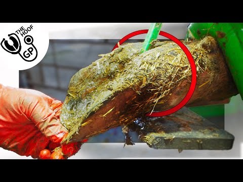 these cow's feet are HUGE!!!!