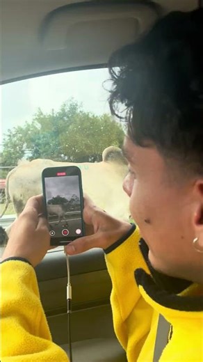 Bull Runs Loose on Costa Rica Highway, Almost Hits Motorcycle