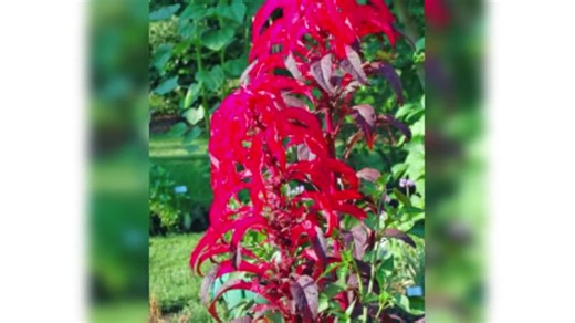 Amaranthus Tricolor | Early Splendor | 100 Seeds - Etsy