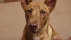 7.2K views · 245 reactions | All adoptions are just $20 at both locations! This video features some of the awesome dogs waiting to meet you at our PetSmart Everday Adoption Center at 16821 N. Coit Rd. Please share to help these pups find forever homes! | Dallas Animal Services and Adoption Center | Facebook