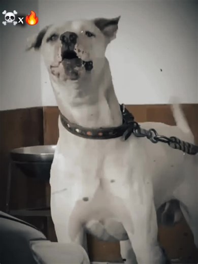 Champion X Bully Beast Showdown