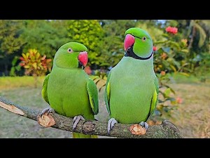 Green Parrot Talking Sounds