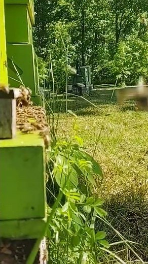 Busy Beehive