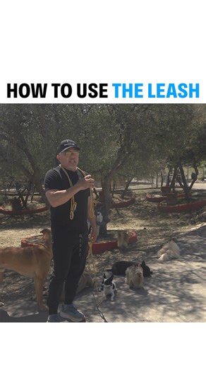 125K views · 2.9K reactions | Training Tip Tuesday! - How To Use The Leash. Remember it must feel like a boat in the water! #betterhumansbetterplanet #dog #dogtraining ——— ¡Martes de Entrenamiento! - Cómo utilizar la correa. ¡Recuerda que debe sentirse como un barco en el agua! #mejoreshumanosmejorplaneta #perro #entrenamientodeperros #entrenamientocanino | Cesar Millan | Facebook