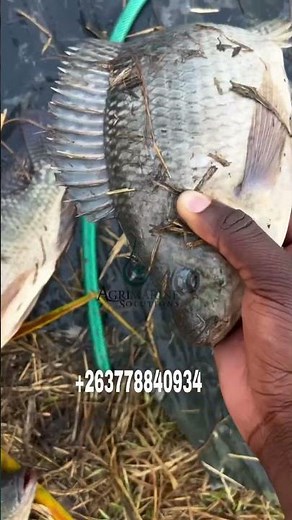 Fish farming project in Zimbabwe with Agrimarine Solutions