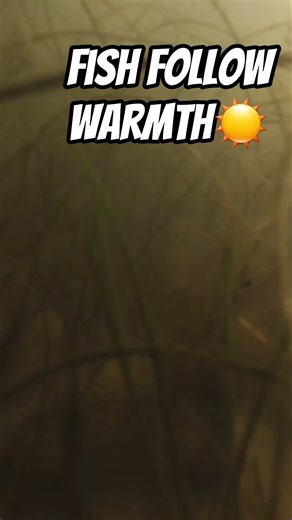 Cold Front Fishing Tip: Why Inshore Fish Move Shallow in Winter