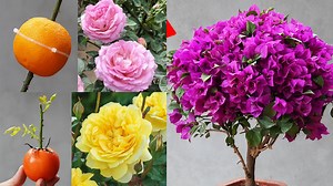 How to Propagate Flowers in Your Garden | Balcony Garden Ideas