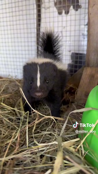 Cute and Playful Spicy Baby Skunks - Miller Zoo