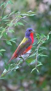 Passerina ciris | LEBOK KICAU