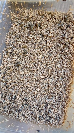 ✨𝚂𝚖𝚊𝚕𝚕 𝙷𝚒𝚟𝚎 𝙱𝚎𝚎𝚝𝚕𝚎 𝙻𝚊𝚛𝚟𝚊𝚎✨It’s super gross but chickens love them! The Small Hive Beetle *Aethina tumida* is just another hive pest that honeybees have to manage. My best advice (just a few tips): keep strong colonies, manage SHB with unscented Swiffer sheets, don’t allow colonies to become queenlees or stay queenless for long, don’t leave extra space in your hives, and remove burr comb since SHB’s can hide in the wax. | Nooga Honey Pot