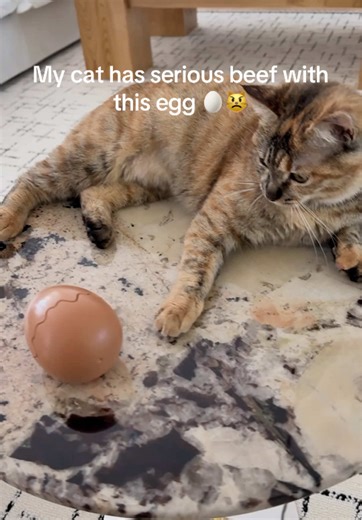 My Cat vs. The Egg: A Hilarious Showdown