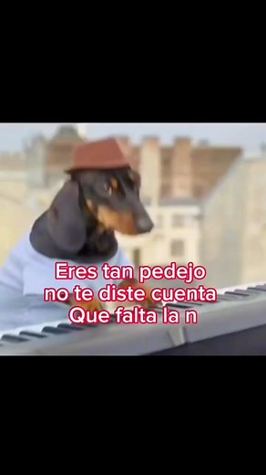 Perro Tocando el Piano: Memes Divertidos y Virales