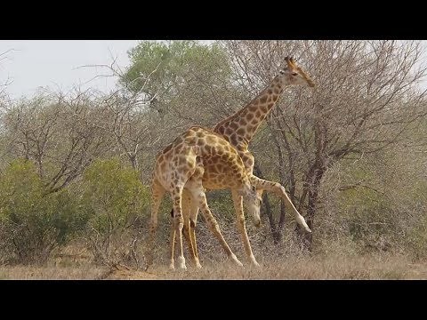 Giraffe Captured In Neck-and-Neck Fight